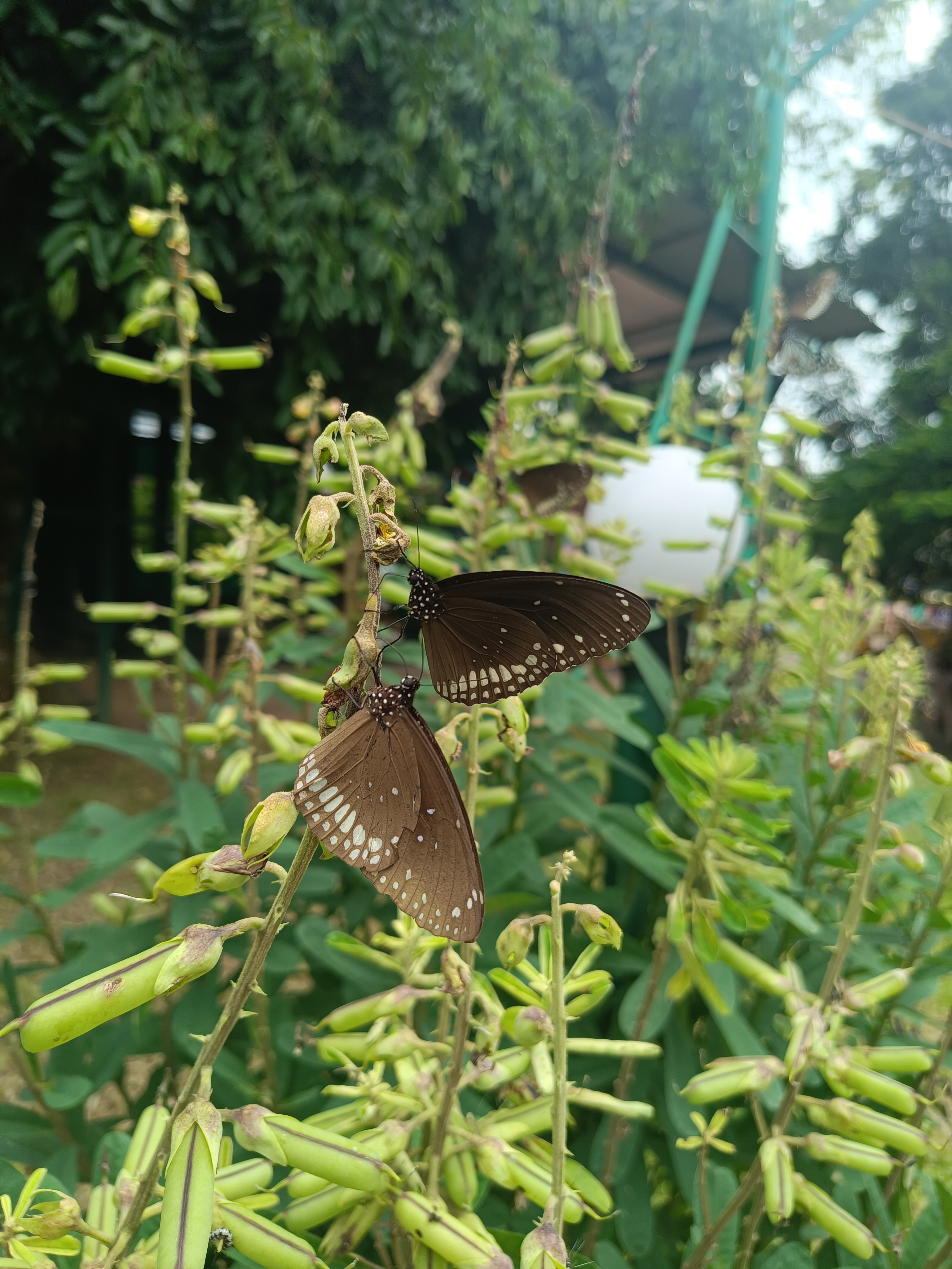 Two butterflies with brown wings featuring white spots are perched on slender green stems of a plant, surrounded by green foliage.