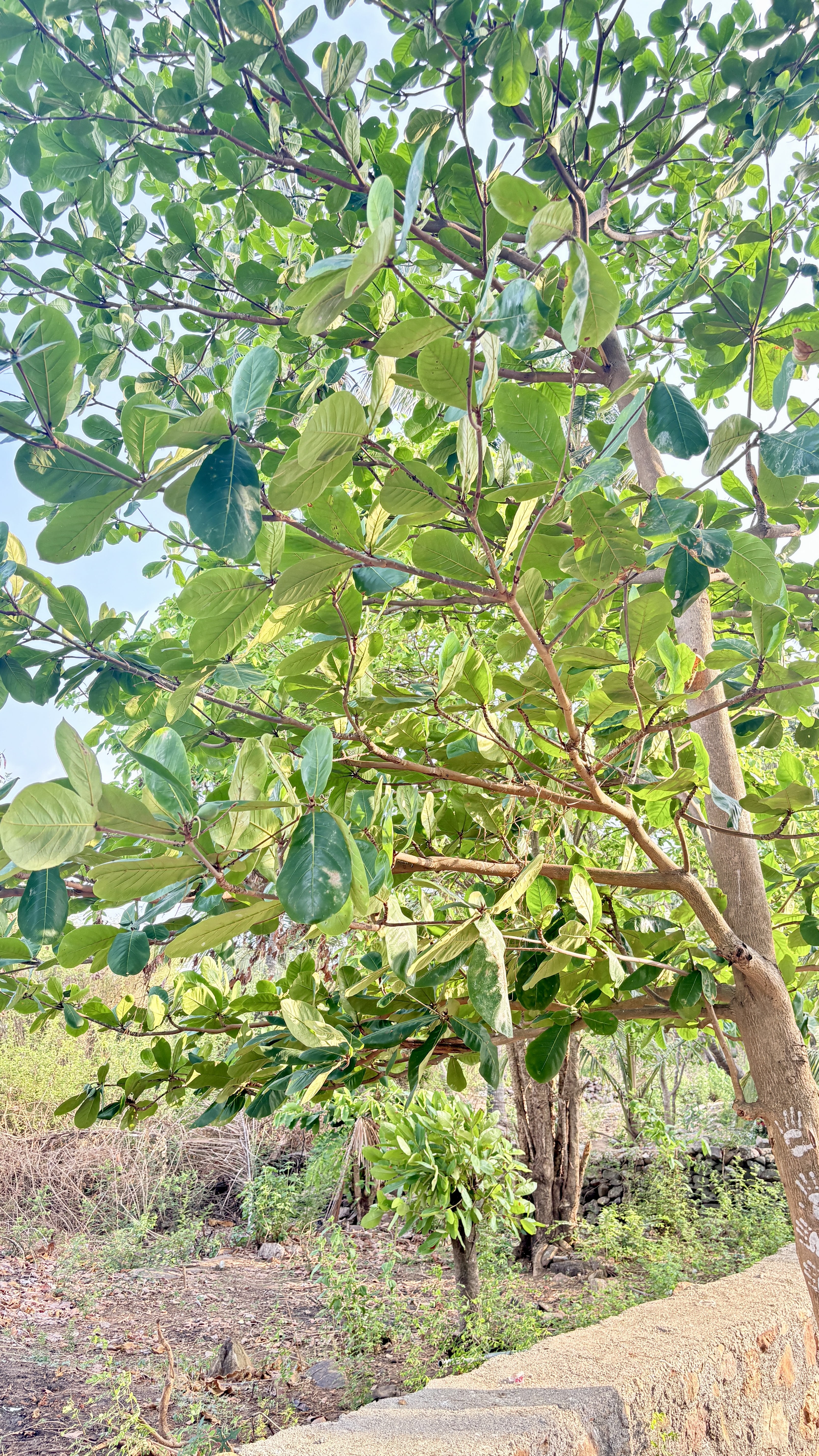 A lush green tree with broad leaves, viewed from below, with sunlight filtering through the leaves, surrounded by a natural setting that includes other vegetation and a stone wall in the foreground.