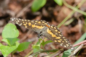 A close-up image of a butterfly perched on green foliage. The butterfly features a brown and orange patterned wing with distinctive yellow spots, showcasing intricate details. The background is softly blurred, highlighting the butterfly and the surrounding green leaves.
