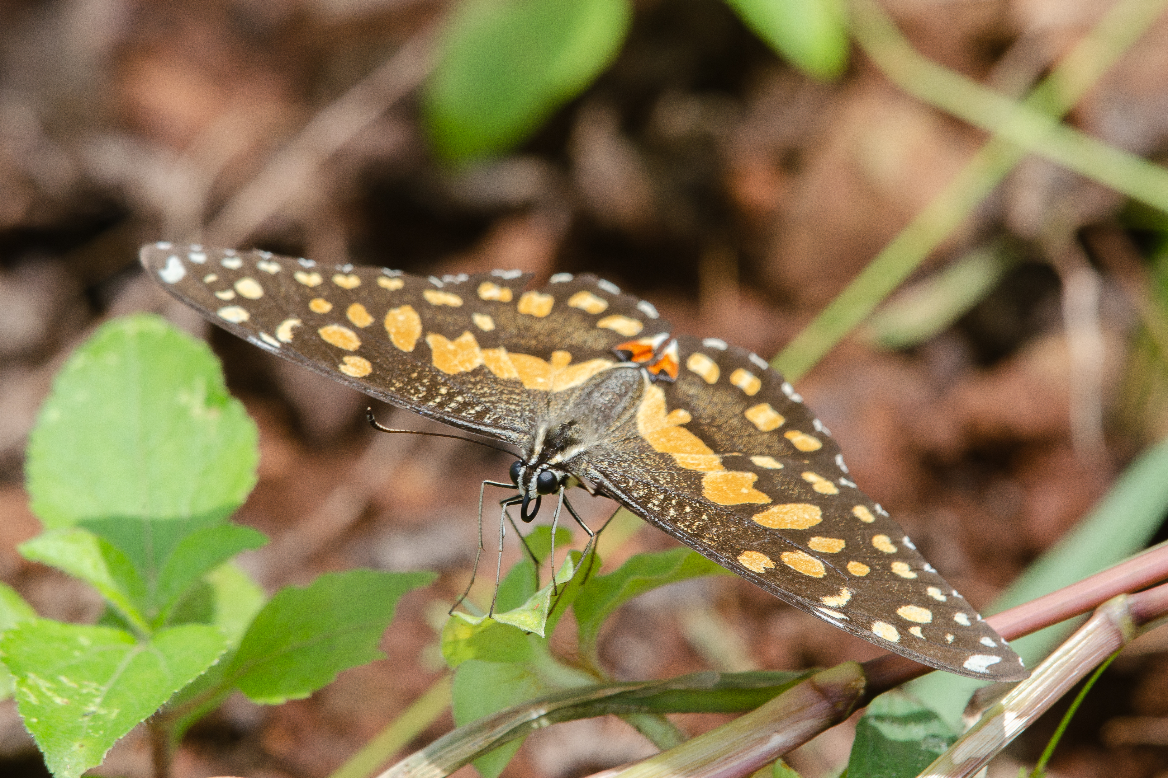 A close-up image of a butterfly perched on green foliage. The butterfly features a brown and orange patterned wing with distinctive yellow spots, showcasing intricate details. The background is softly blurred, highlighting the butterfly and the surrounding green leaves.
