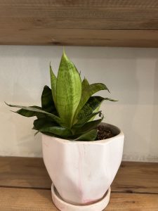 A green plant with long, pointed leaves featuring dark green stripes sits in a textured, pale pink pot on a wooden surface. 
