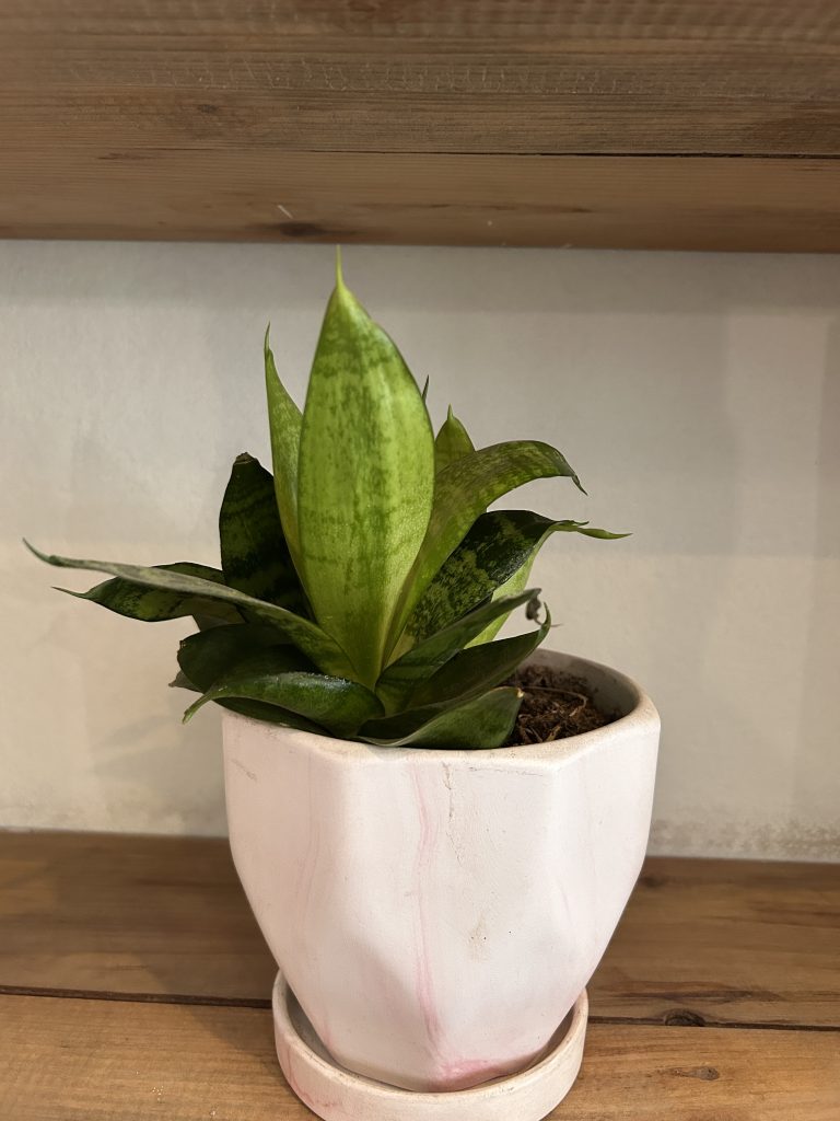 A green plant with long, pointed leaves featuring dark green stripes sits in a textured, pale pink pot on a wooden surface.