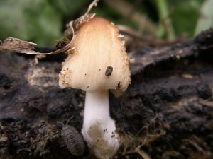 Tiny mushroom growing on a twig, with a potato bug at the base providing a sense of scale

