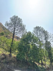 A serene landscape featuring a mix of tall pine trees and lush green foliage against a clear sky.