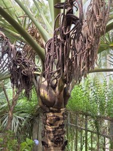 A close-up of a tropical palm tree trunk with long, cascading brown flower spikes hanging from the top.