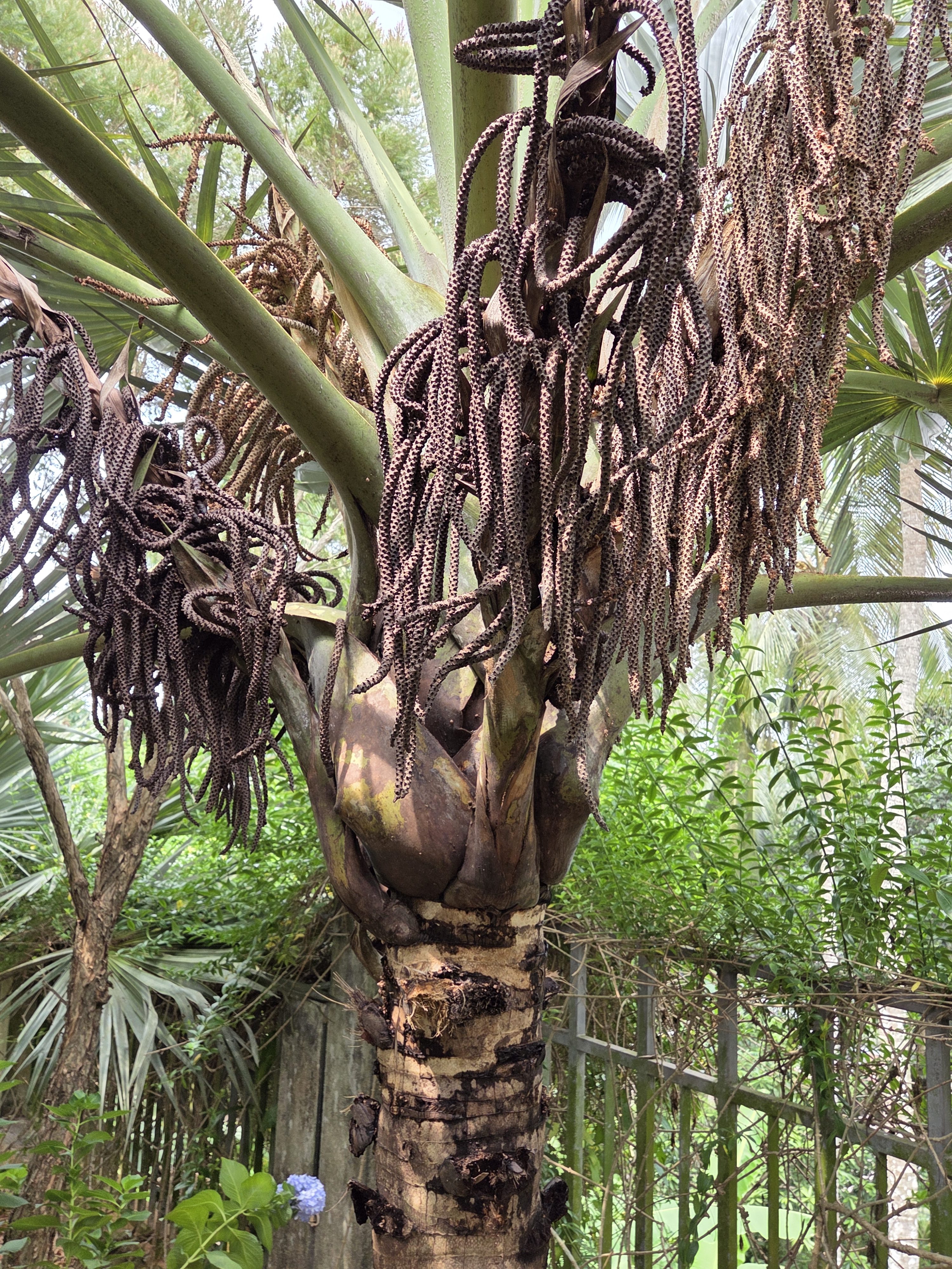 A close-up of a tropical palm tree trunk with long, cascading brown flower spikes hanging from the top.