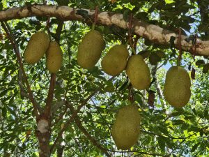 Several jackfruits hang from the branches of a tree, with the fruits varying in size and position. The background features lush green foliage and glimpses of the sky, suggesting the photo was taken outdoors in a tropical or subtropical environment. Captured from Neerputhoor Siva Temple, Malappuram, Kerala. 