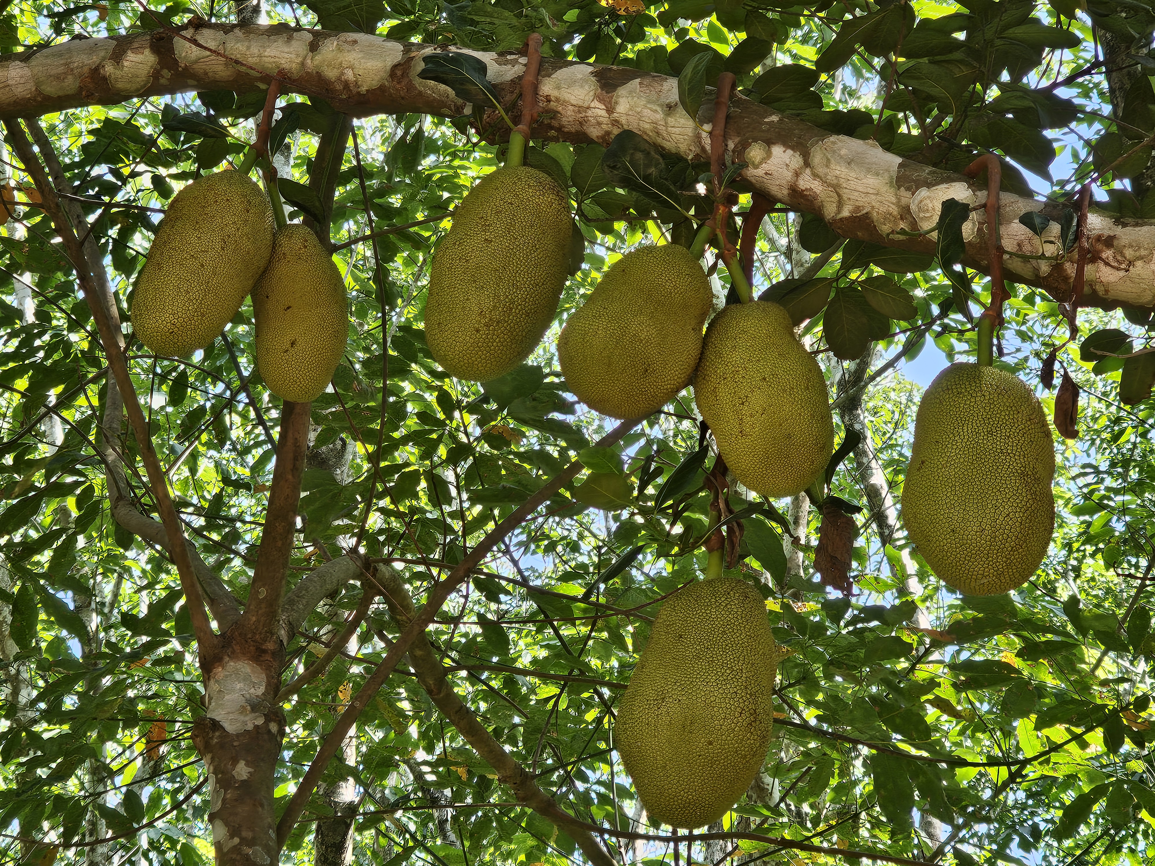 Several jackfruits hang from the branches of a tree, with the fruits varying in size and position. The background features lush green foliage and glimpses of the sky, suggesting the photo was taken outdoors in a tropical or subtropical environment. Captured from Neerputhoor Siva Temple, Malappuram, Kerala.