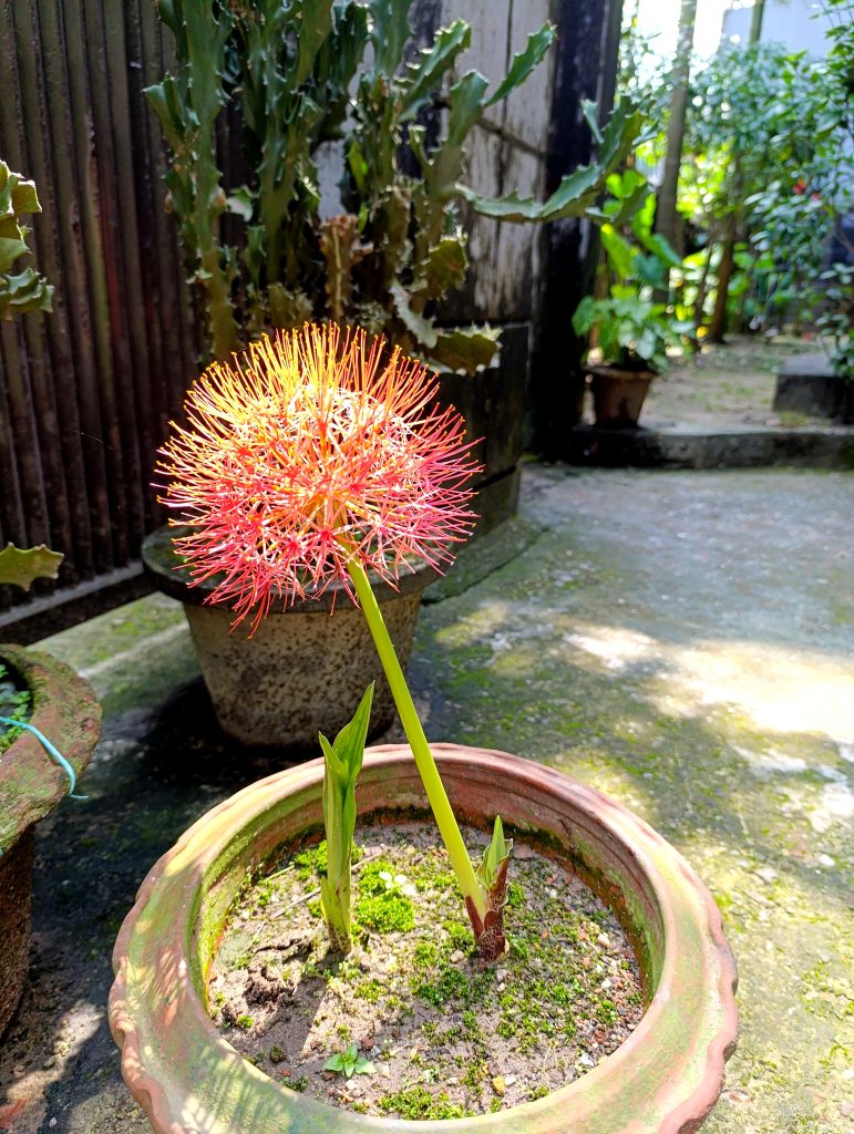 A vibrant red flower with long, spiky petals stands tall in a terracotta pot, surrounded by small green leaves and moss. In the background, there are various plants, including a tall, textured cactus and lush greenery from a garden setting.