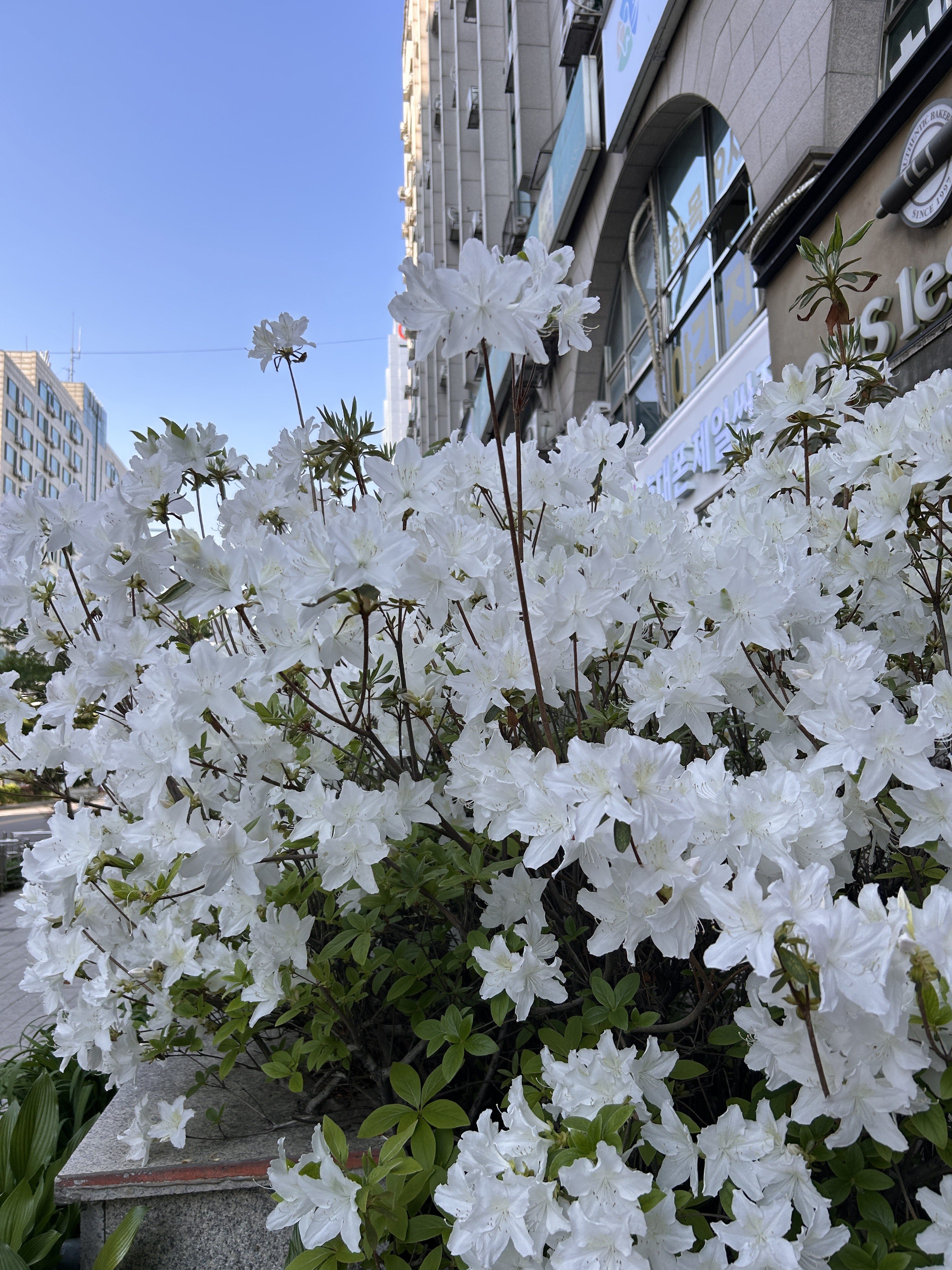 A vibrant display of white azalea flowers in full bloom, prominently featured in the foreground with delicate petals and lush green foliage.