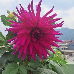 A vibrant, large pink dahlia flower with long, spiky petals is prominently displayed against a backdrop of green leaves. The flower is set against a cloudy sky and distant mountains, creating a picturesque garden scene.