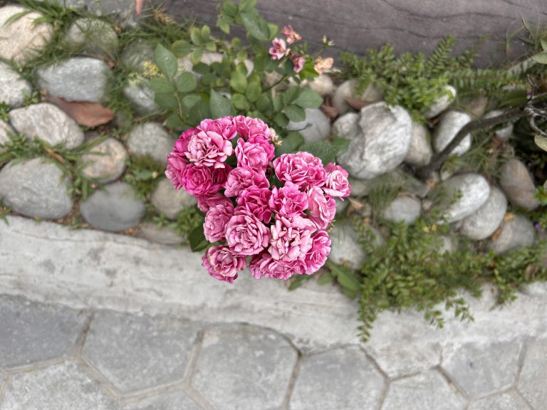 A cluster of vibrant pink flowers is captured from above, densely packed and blooming against a backdrop of smooth stones and green foliage.
