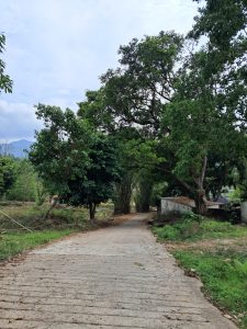 A winding, dirt path bordered by lush greenery, including a variety of trees and shrubs. 