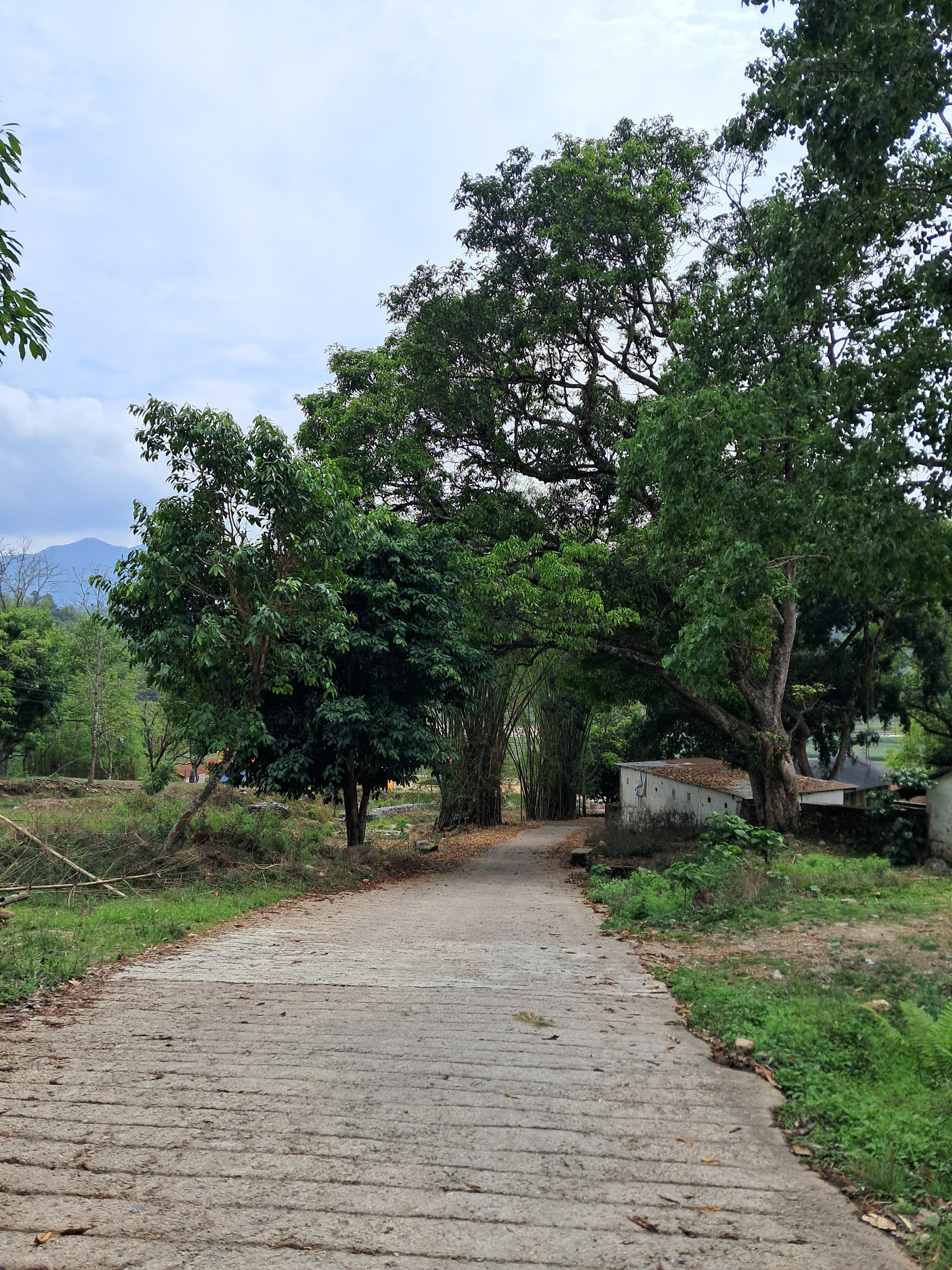 A winding, dirt path bordered by lush greenery, including a variety of trees and shrubs.