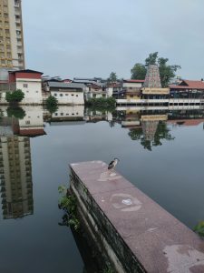 

A calm waterway reflects surrounding buildings and structures, including traditional houses and a decorative temple. In the foreground, a bird stands on a stone platform by the water's edge, surrounded by greenery