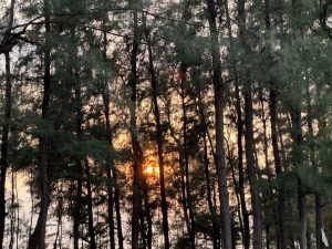 A serene forest scene at sunset, featuring tall trees with lush green foliage.
