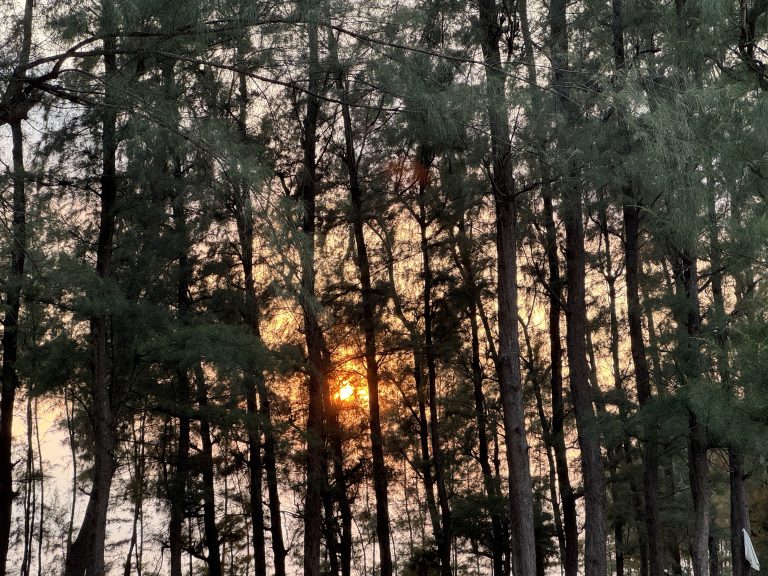 A serene forest scene at sunset, featuring tall trees with lush green foliage.
