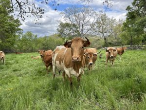 A group of brown and white cows stands in a lush green field, surrounded by trees and under a partly cloudy sky. Some cows are grazing, while others are lying down in the grass. 
