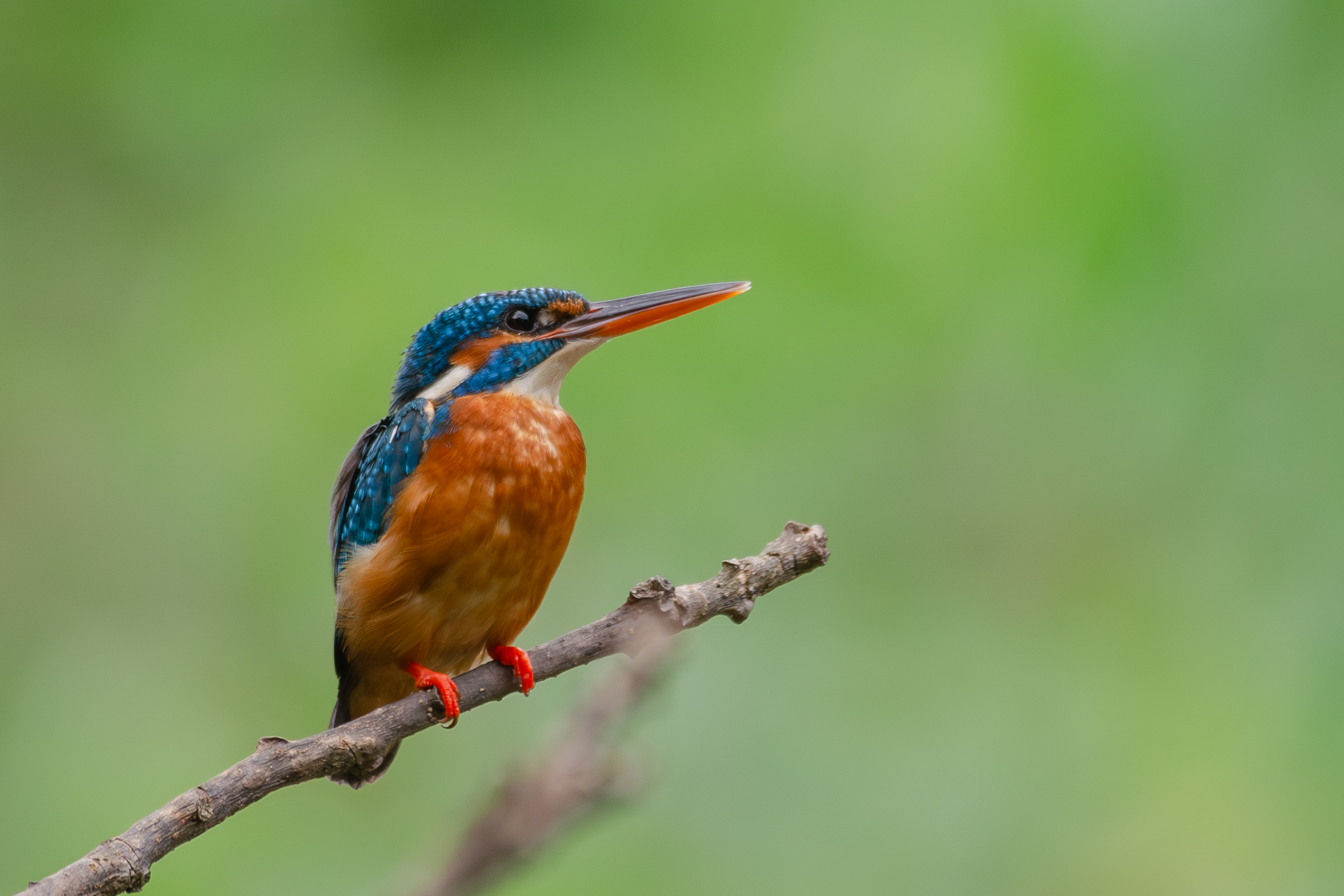A vibrant Common Kingfisher perched on a slender branch. The bird features a bright blue head and back, with an orange belly and legs. It gazes to the side, set against a soft, blurred green background that enhances its colorful plumage.
