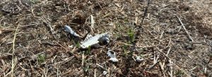 The skull of a small animal, weathered after a winter on the forest floor.