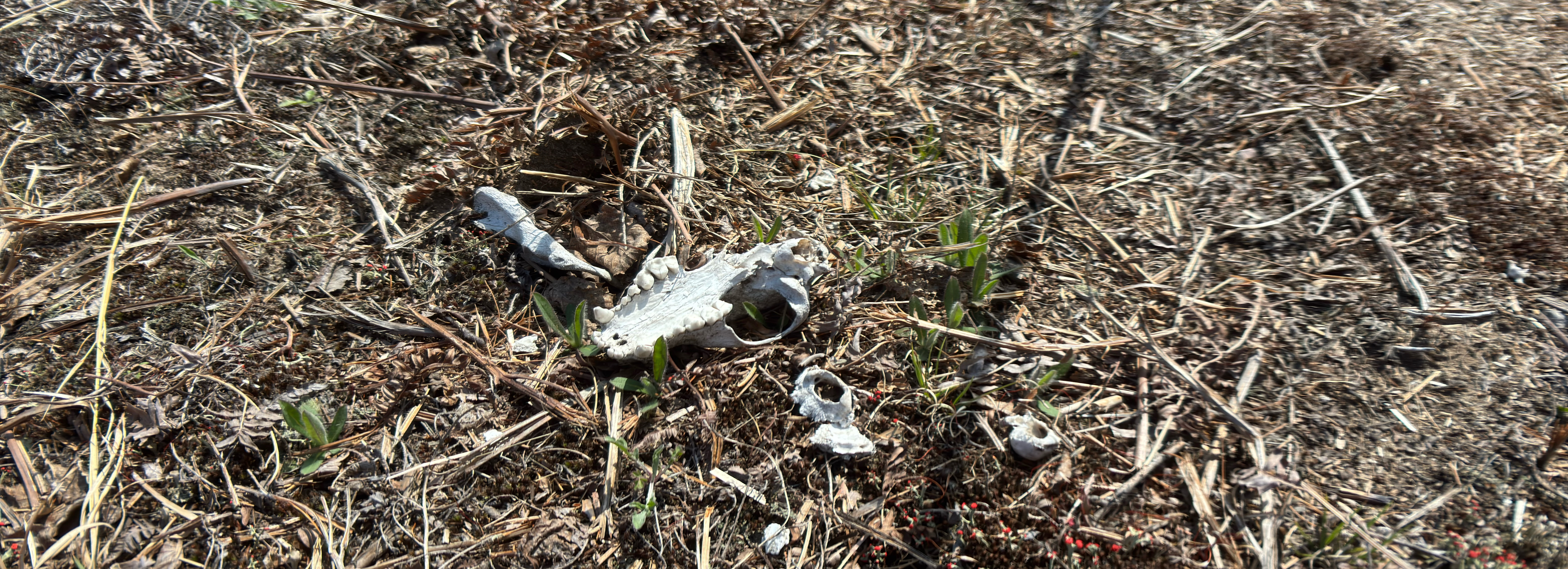 The skull of a small animal, weathered after a winter on the forest floor.
