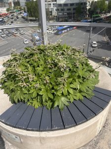 A lush, green plant with white flowers is growing in a circular planter made of concrete. The planter has a dark wooden seating area around its edge. In the background, a busy city street can be seen, with various vehicles and buildings.
