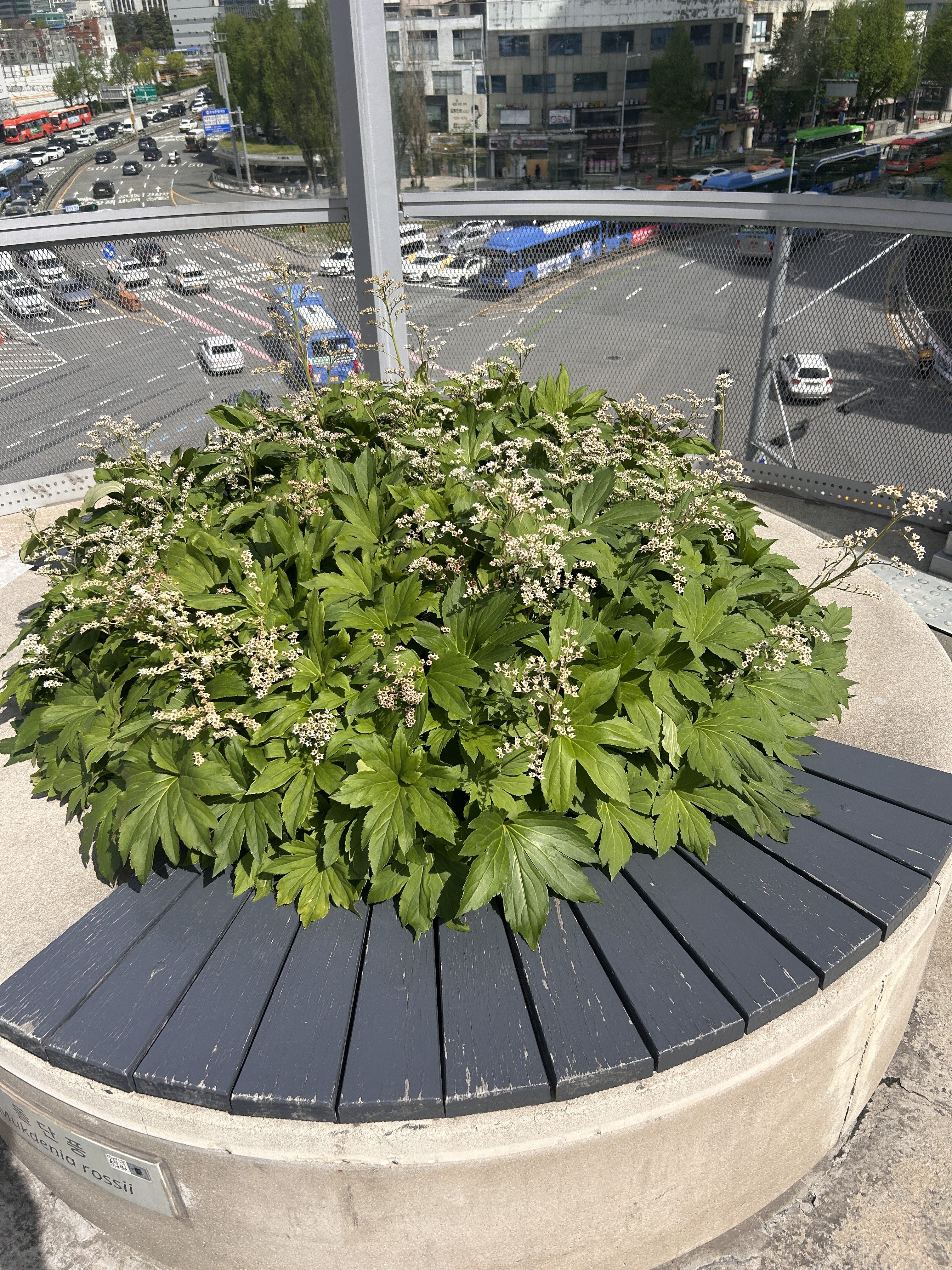 A lush, green plant with white flowers is growing in a circular planter made of concrete. The planter has a dark wooden seating area around its edge. In the background, a busy city street can be seen, with various vehicles and buildings.