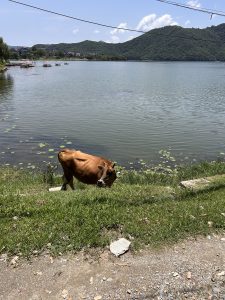 A brown cow is standing on the grassy edge of a lake, looking towards the camera.