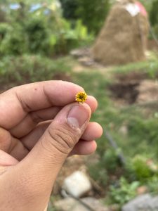 A hand holding a small yellow flower against a blurred outdoor background featuring greenery and a haystack. 