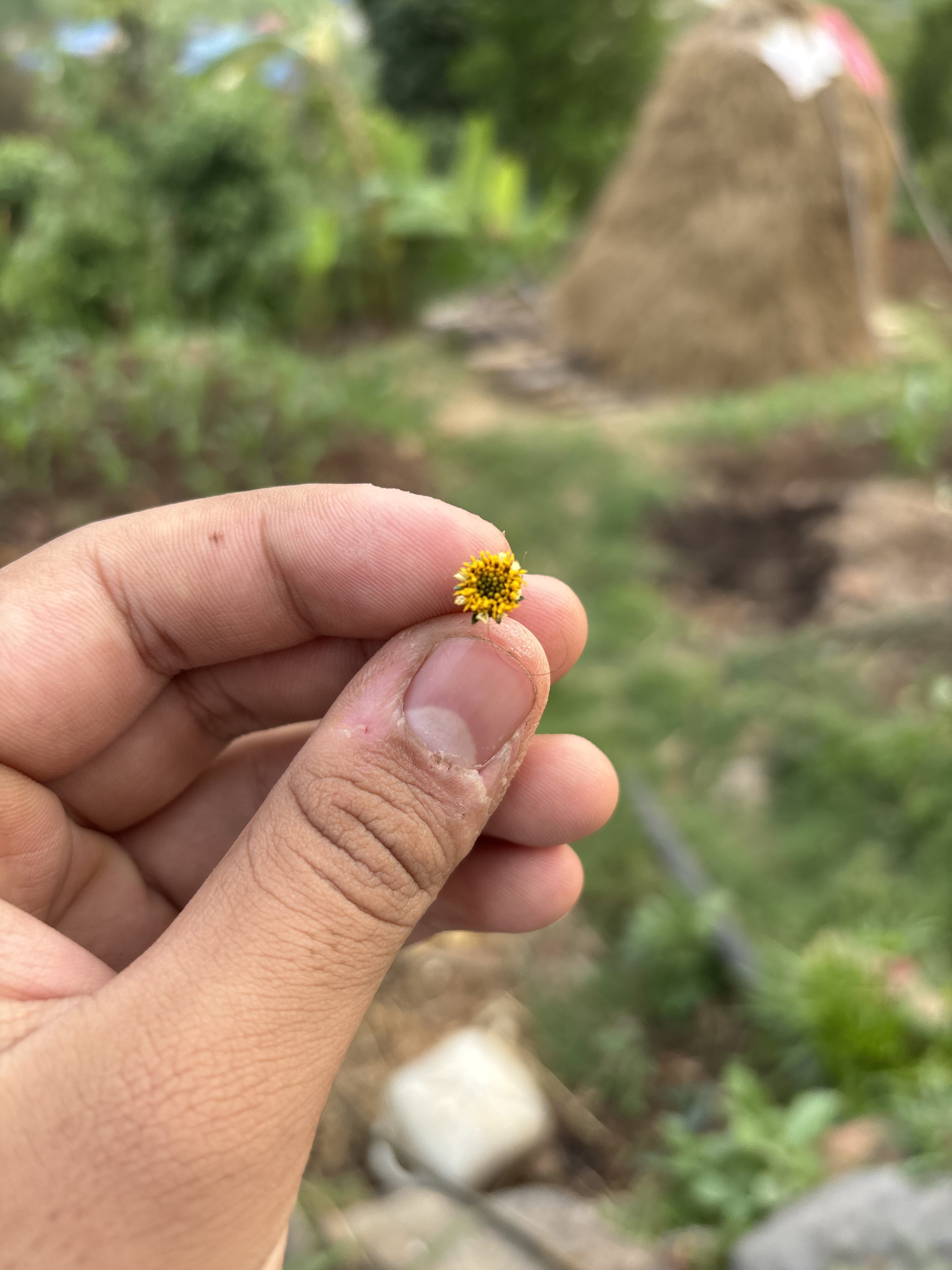 A hand holding a small yellow flower against a blurred outdoor background featuring greenery and a haystack.