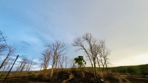 A landscape featuring several bare trees against a gradient sky transitioning from blue to light gray. 
