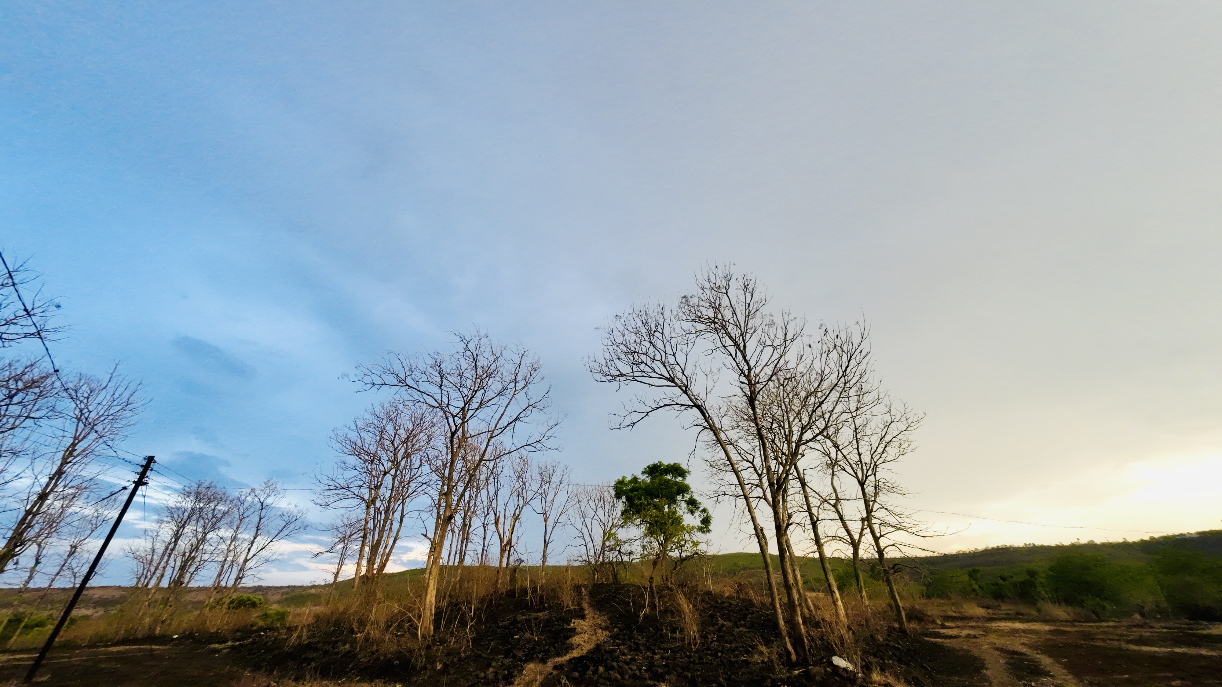 A landscape featuring several bare trees against a gradient sky transitioning from blue to light gray.