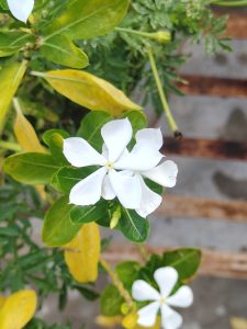 A close-up view of white flowers with five petals, surrounded by vibrant green leaves and some yellowing foliage.