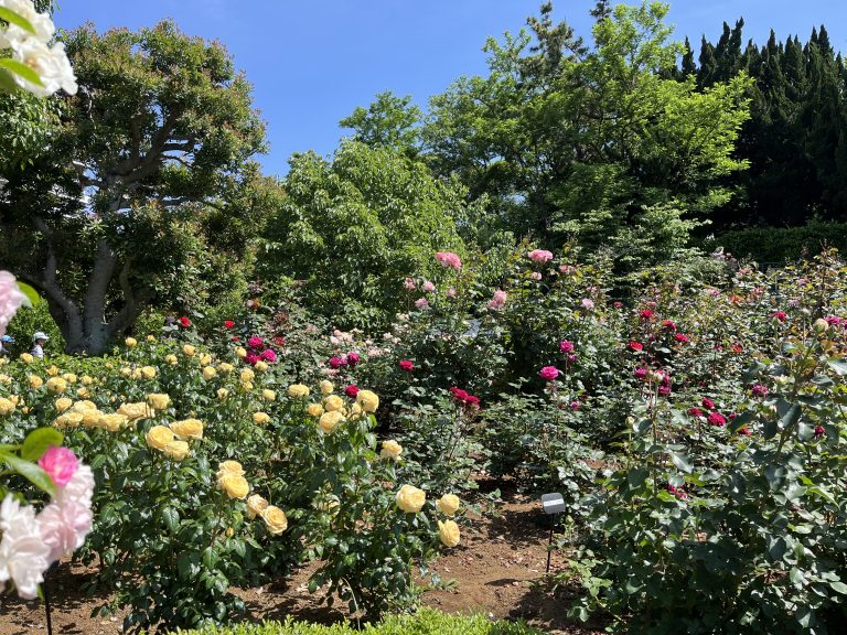 A lush garden filled with various blooming rose bushes, showcasing a vibrant array of yellow, pink, and red roses against a backdrop of greenery and blue sky.