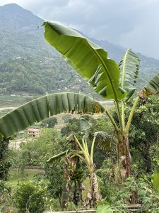 A lush green landscape featuring several banana trees, some of which have clusters of bananas