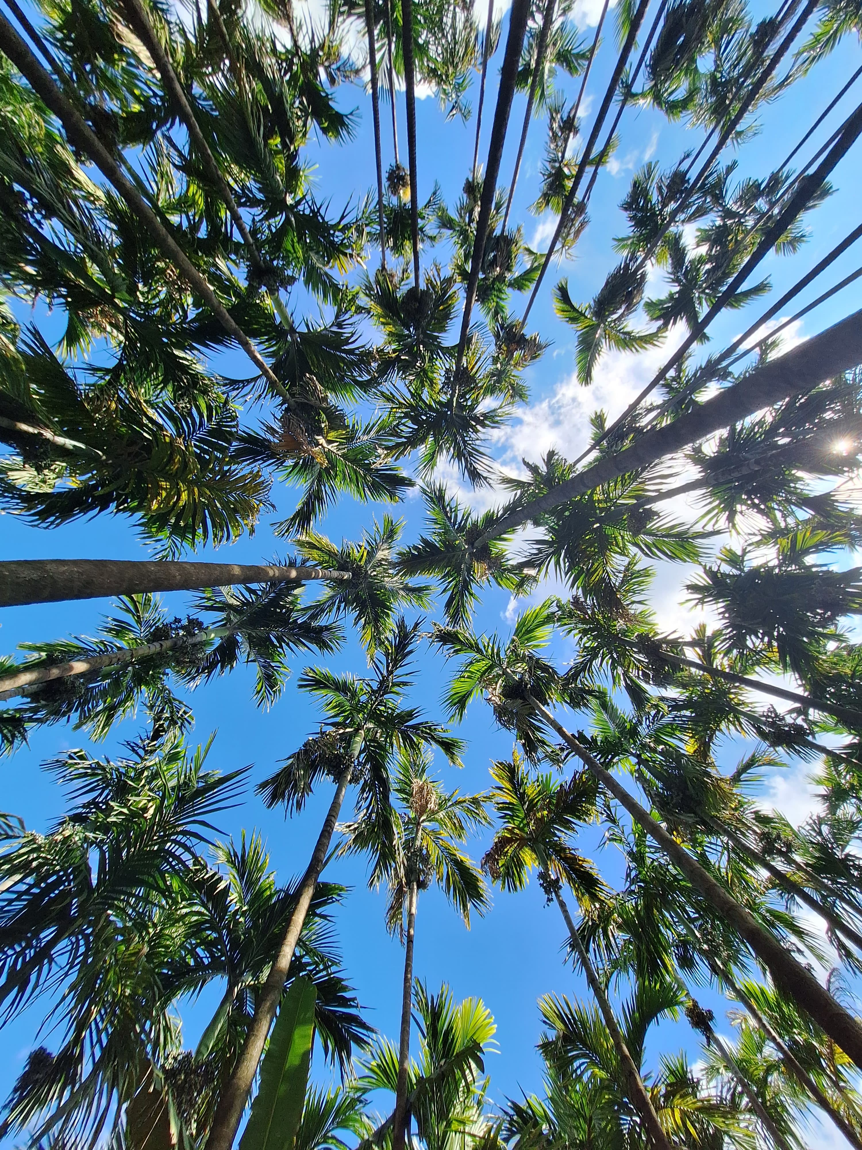 The image shows a view looking up through a dense canopy of arecanut trees (also known as betel nut palms), their slender trunks reaching towards a bright blue sky dotted with wispy clouds. The perspective emphasizes the height and density of the plantation, with the sunlight filtering through the green fronds, creating a pattern of light and shado