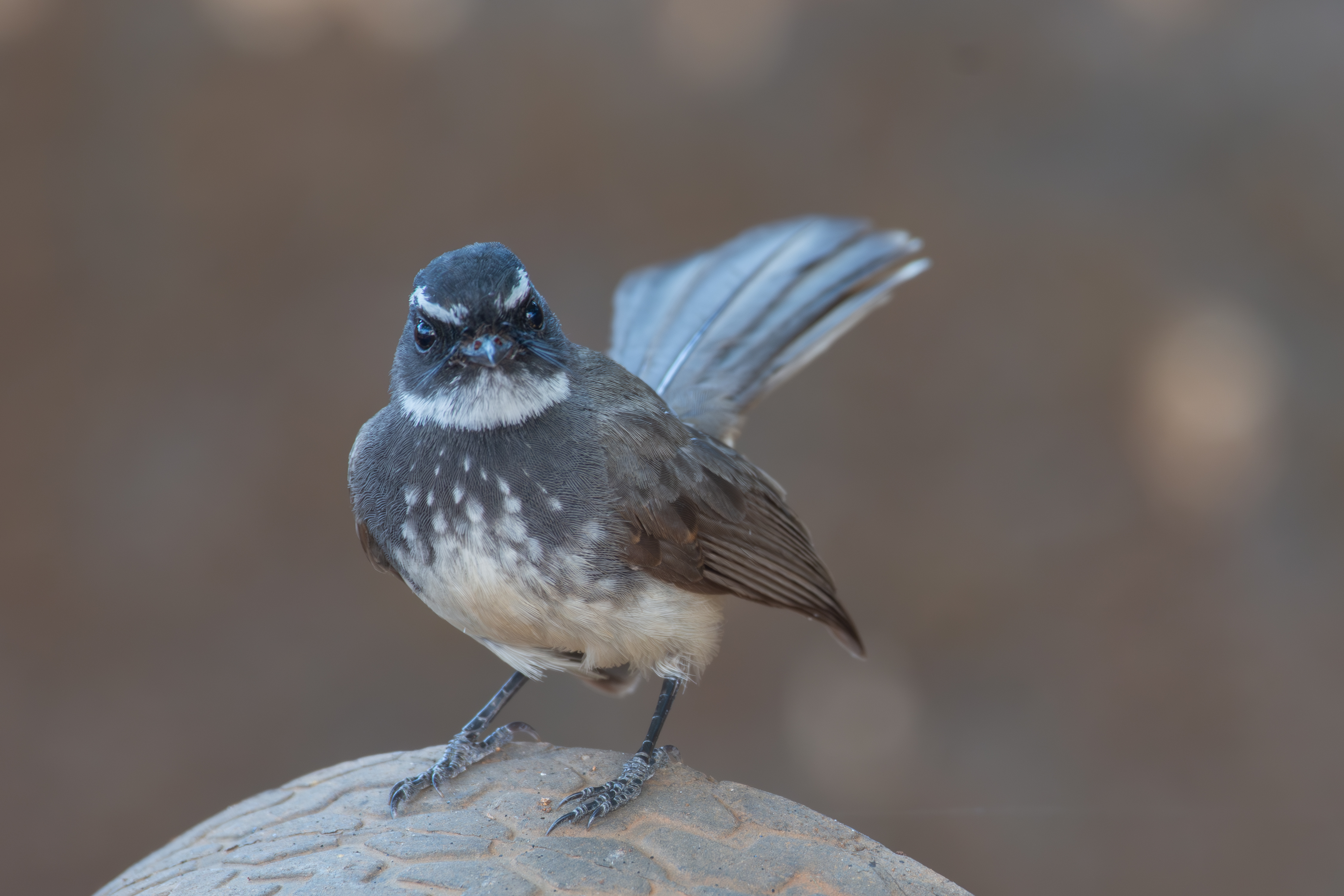 White-throated fantail, A small bird with a predominantly dark gray body and a white belly, featuring distinct white spots on its chest and a prominent white throat.