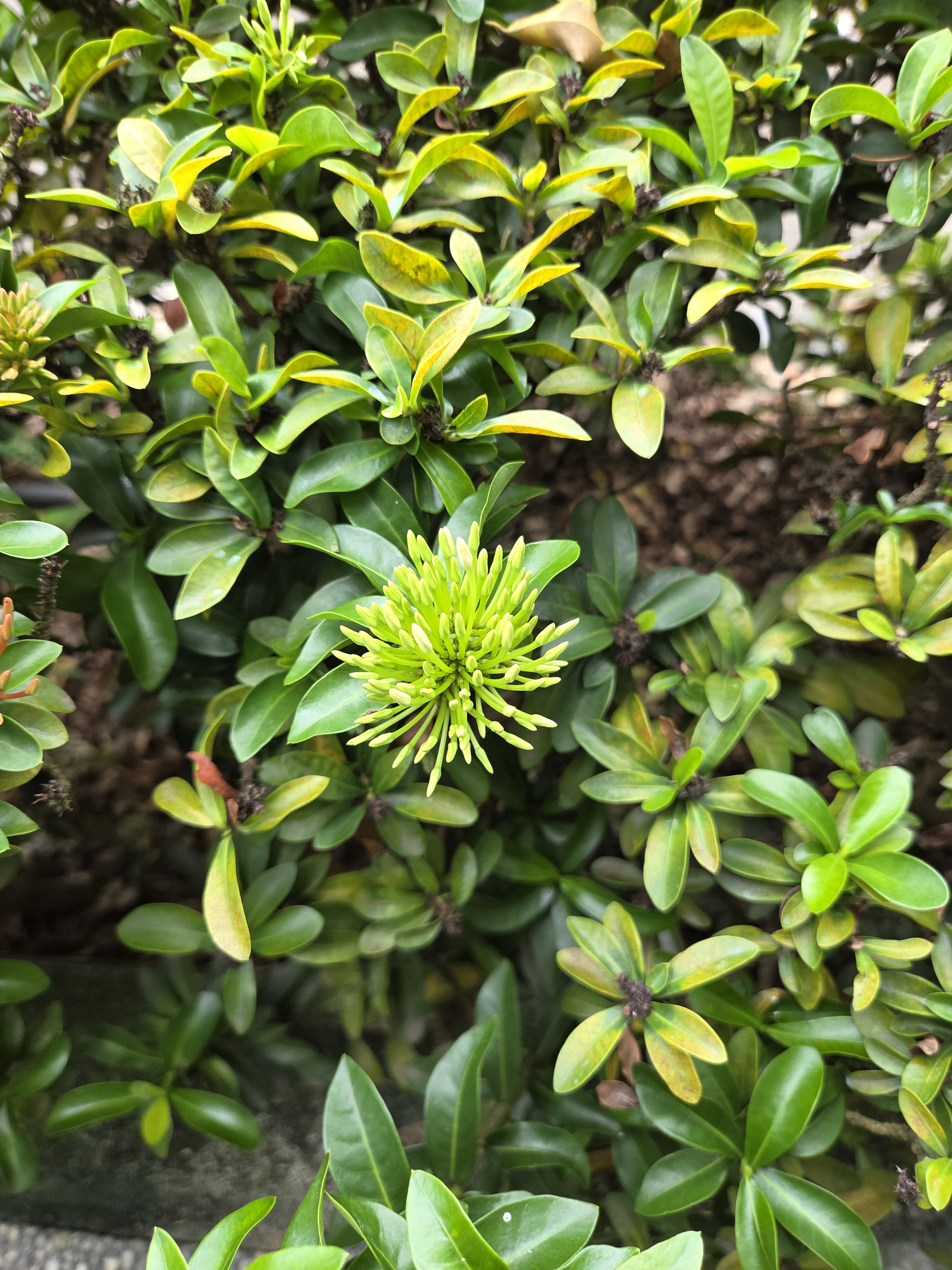 A close-up view of a lush green shrub featuring a cluster of bright green, spiky leaves at the center.