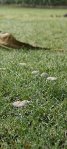 Tiny mushrooms growing on dewy grass with a dry leaf in the background.
