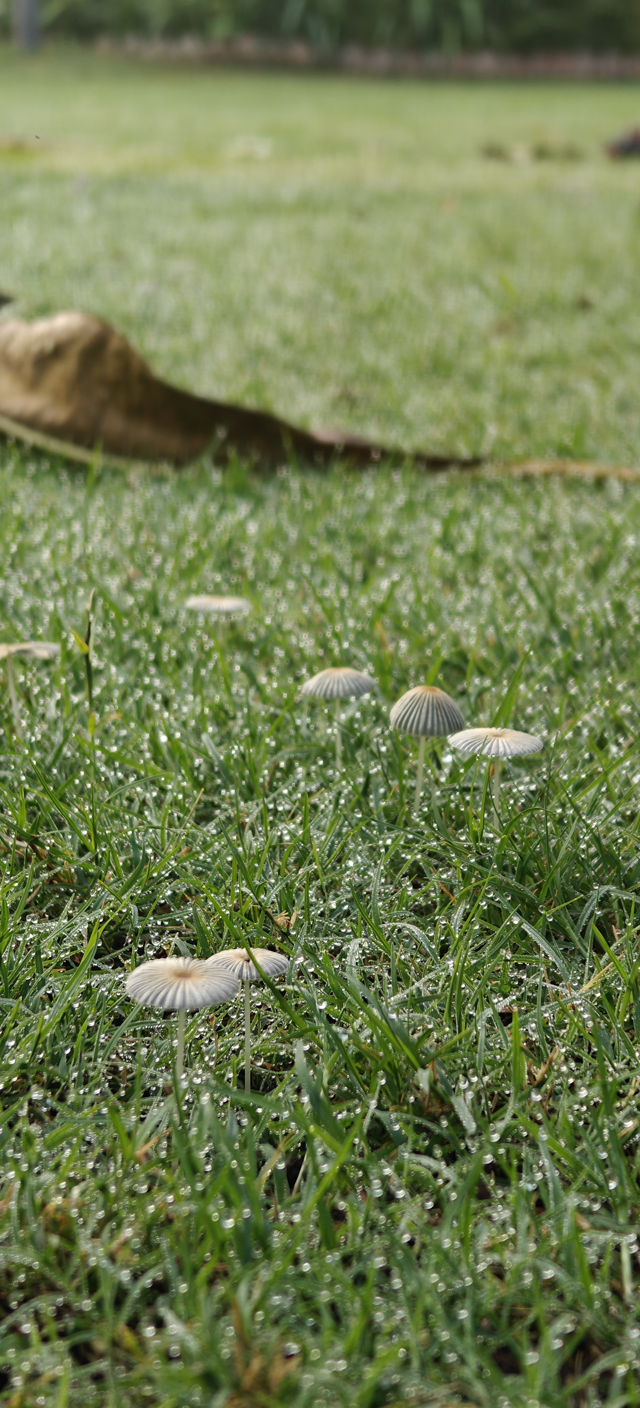 Tiny mushrooms growing on dewy grass with a dry leaf in the background.