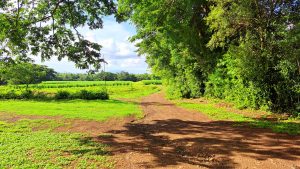 A dirt pathway winds through a lush green landscape, bordered by trees on either side.