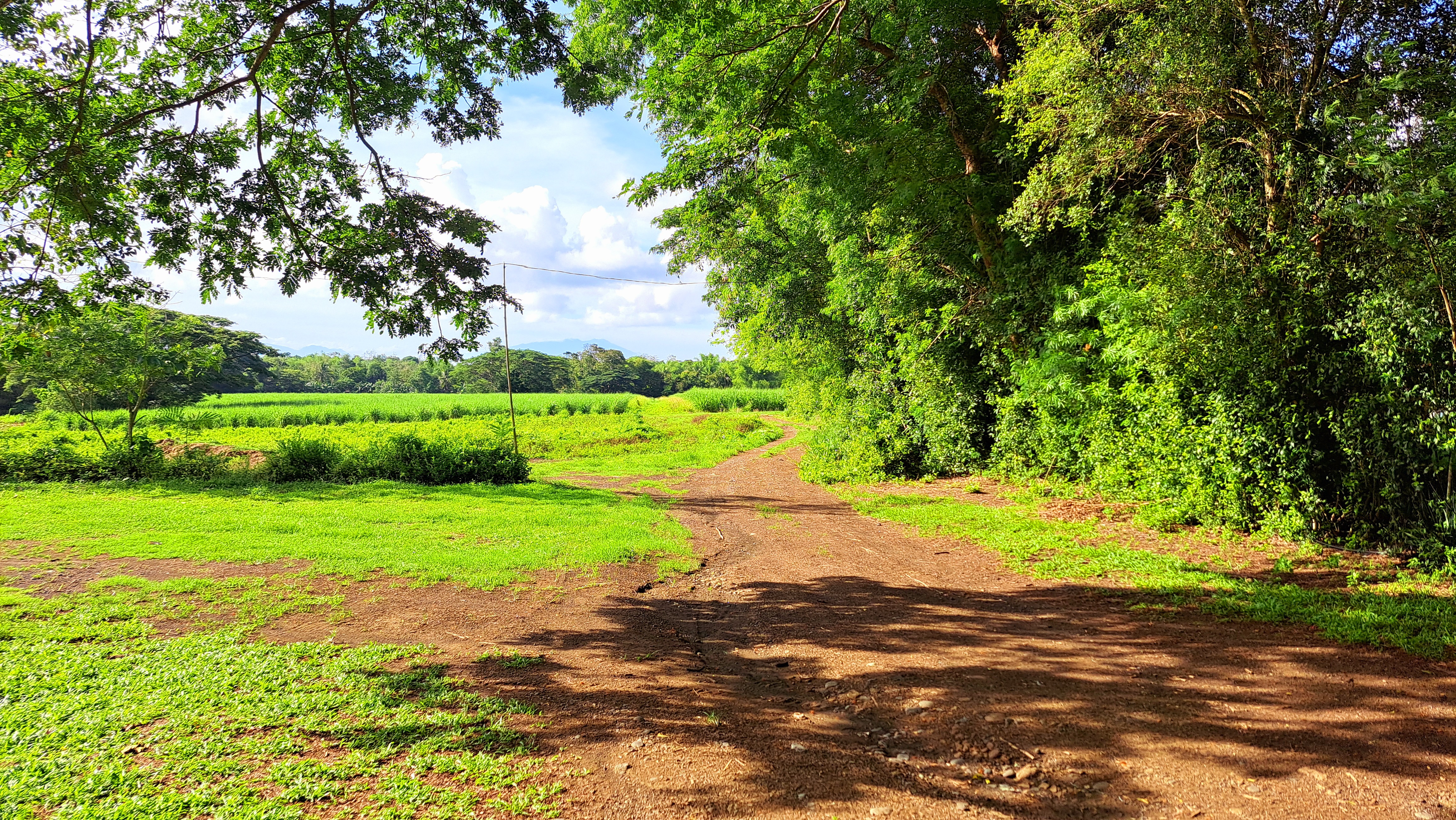 A dirt pathway winds through a lush green landscape, bordered by trees on either side.