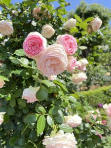 A close-up of soft pink and cream roses blooming amidst lush green leaves, with a clear blue sky in the background.