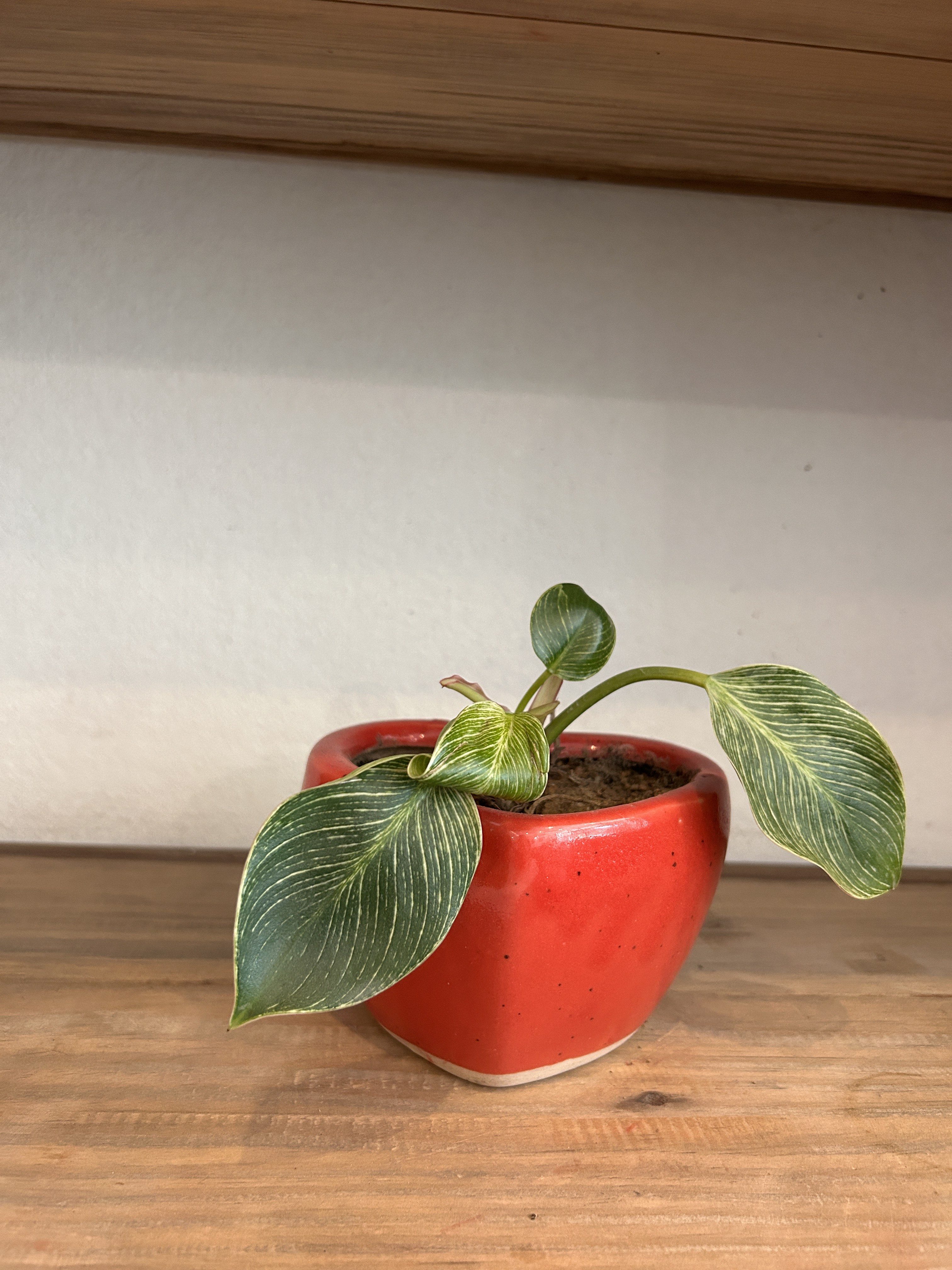 A small potted plant with large, green leaves featuring yellow veining, sitting in a bright red ceramic pot.