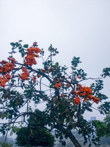 A tree branch filled with vibrant orange flowers stands against a soft, gray sky. 
