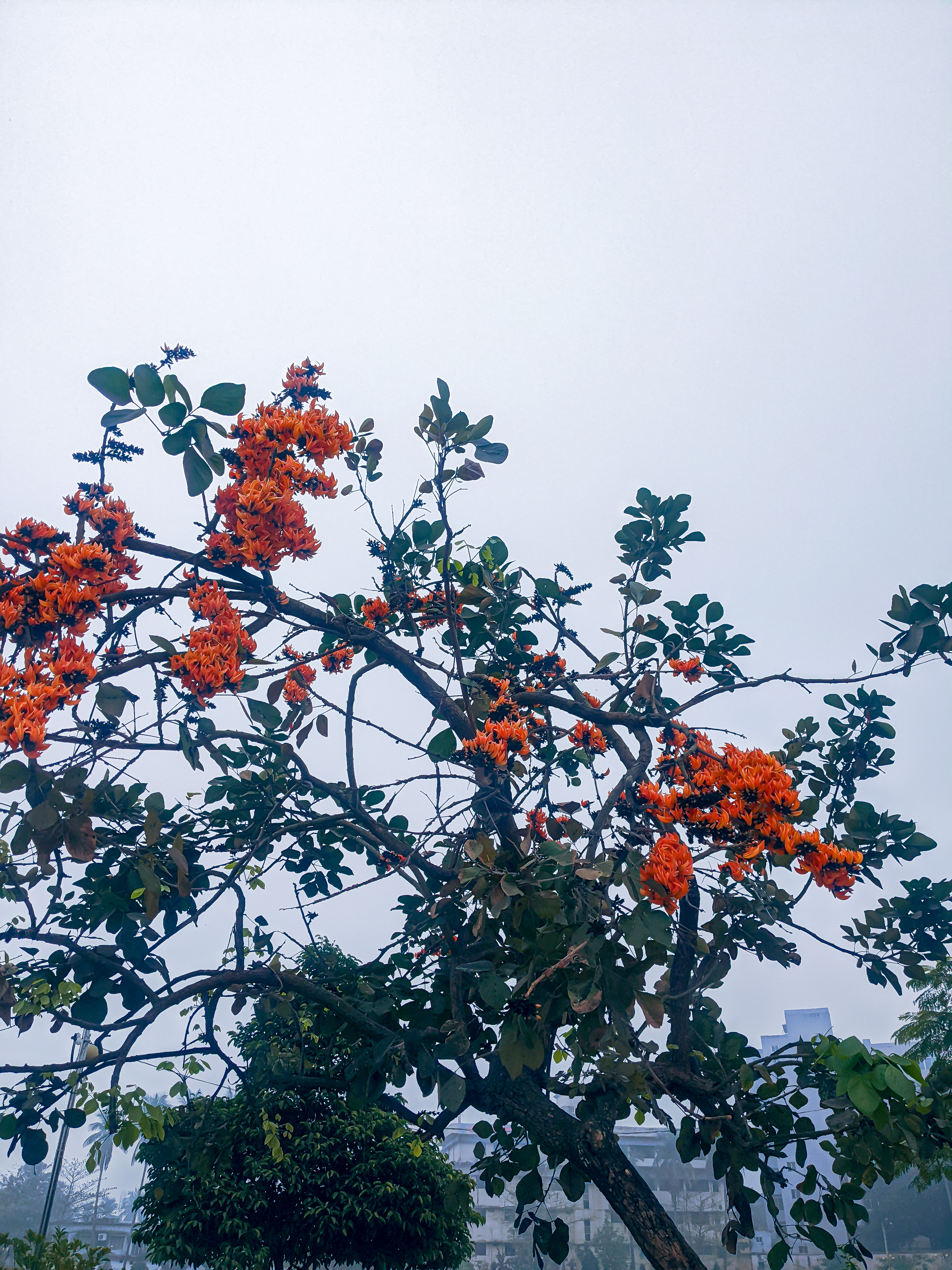 A tree branch filled with vibrant orange flowers stands against a soft, gray sky.