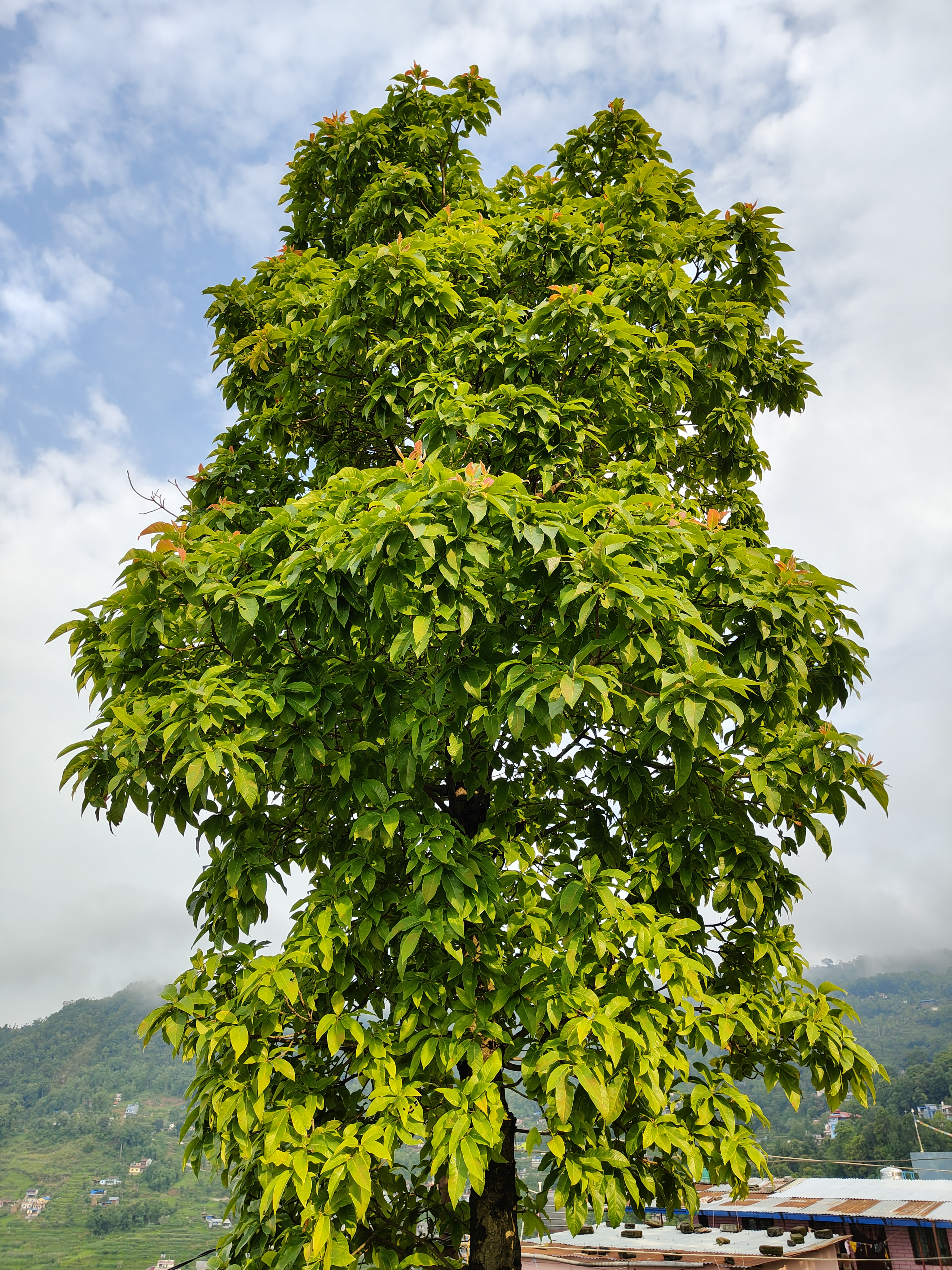 A tall, lush green tree with a dense canopy of vibrant leaves stands against a cloudy sky.