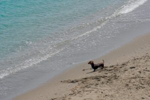 A small dachshund dog stands on the sandy beach, near the edge of the water where gentle waves are lapping at the shore. The dog is looking out towards the calm blue water