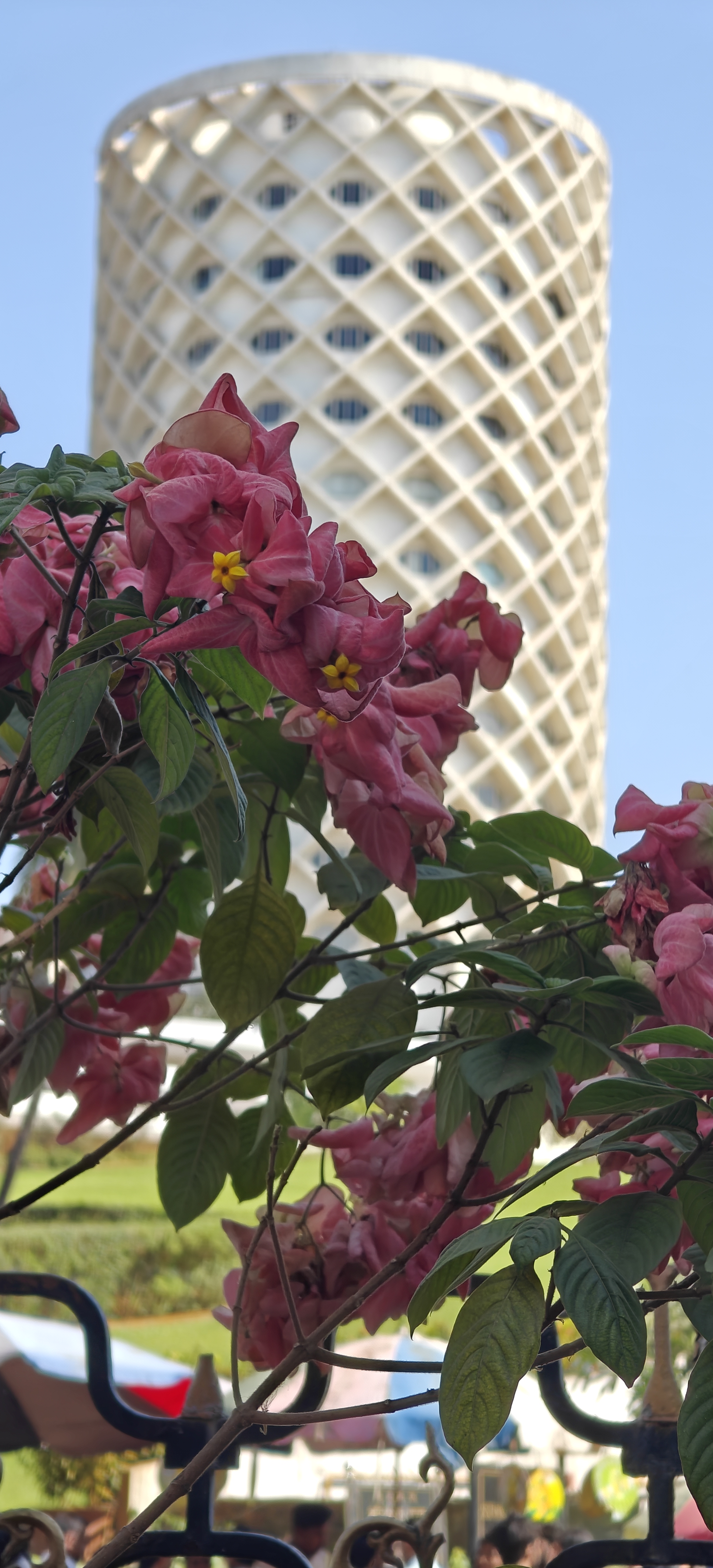 A close-up view of vibrant pink flowers with yellow accents, framed by green leaves. In the background, a modern building featuring a geometric lattice design is visible against a clear blue sky.