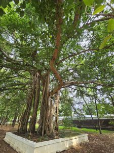 A large banyan tree (of Vadakkunnathan Temple in Thrissur, Kerala) with its characteristic aerial roots extending to the ground, creating additional trunks. The tree is planted in a raised, square concrete planter surrounded by a ground covered in fallen leaves, with a wall and more greenery visible in the background. 